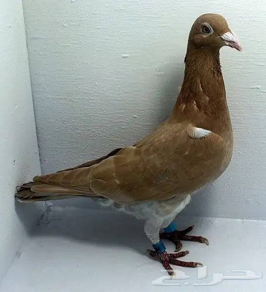 حمام زاجل سباق 3