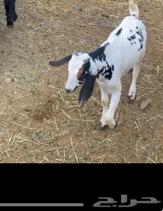 تيس حبصي مخصي 1