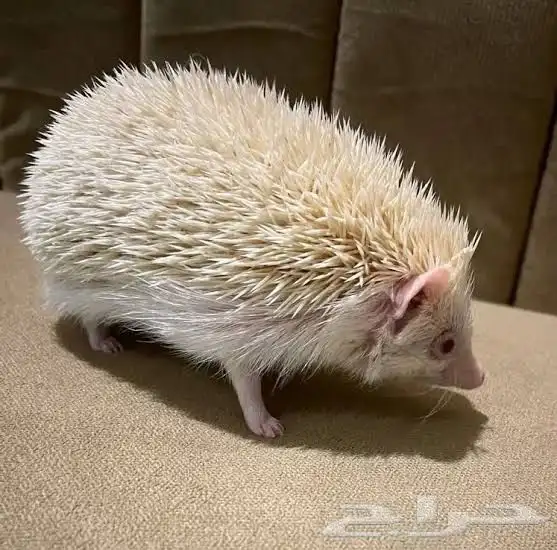 قنفذ اللبينو 2