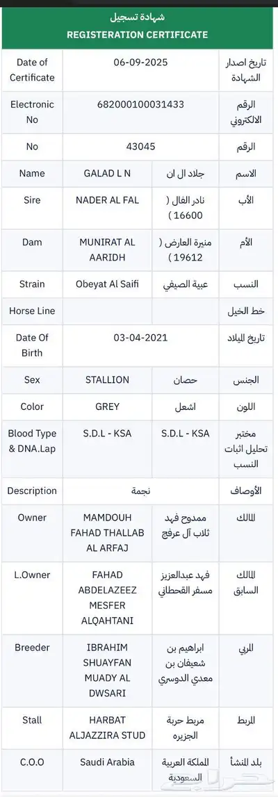 حصان جزيري index
