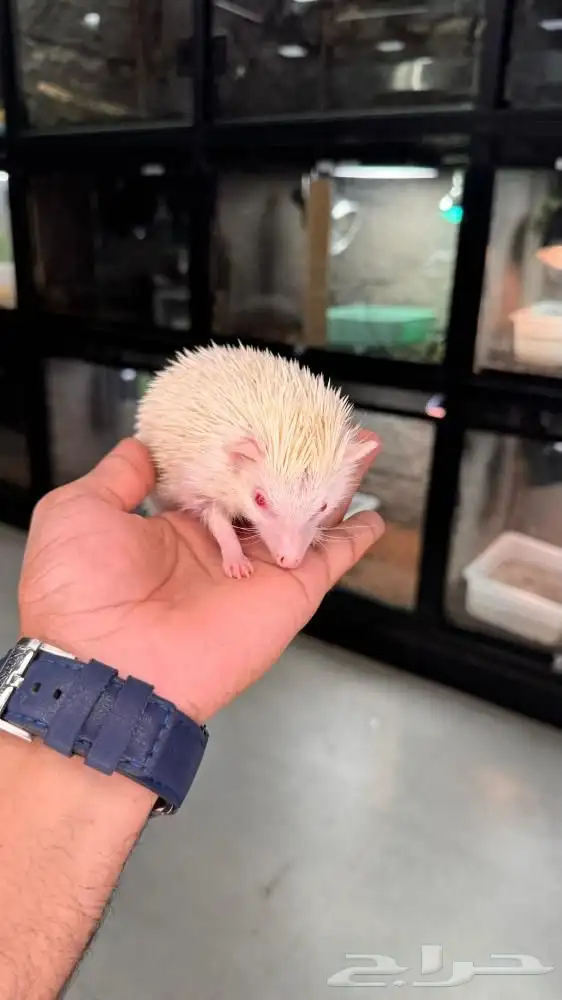 قنفذ اللبينو 1