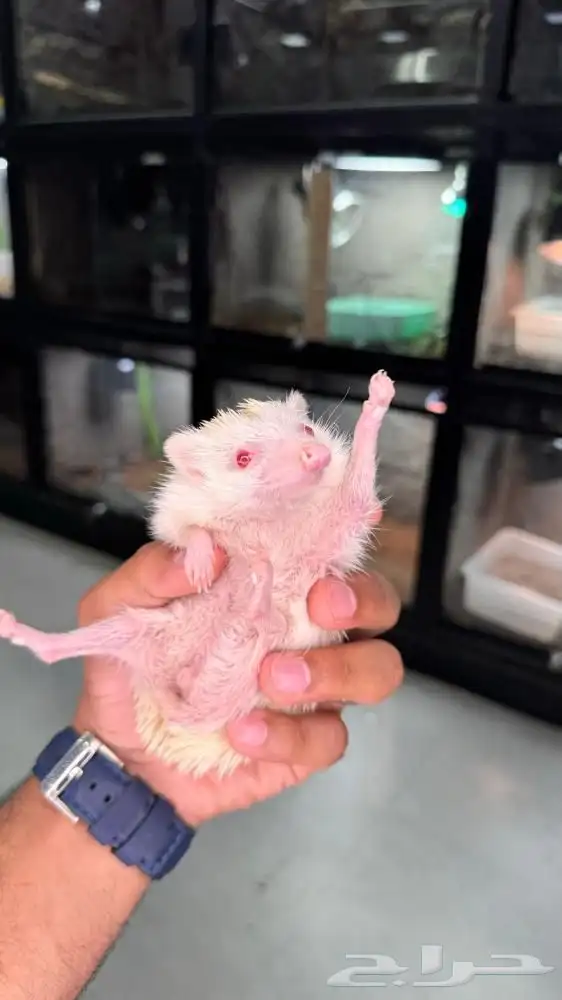 قنفذ اللبينو 0