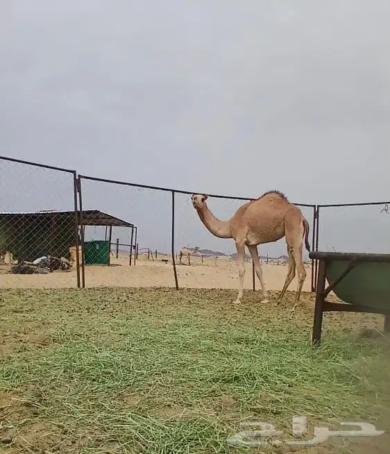 بكره بنت الساري ولد شاهين جرمان هجن 3