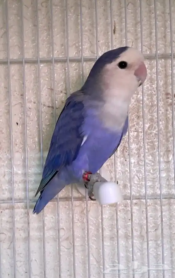 عرض خاص روز اناث الأنتاج ثلاث حبات 2