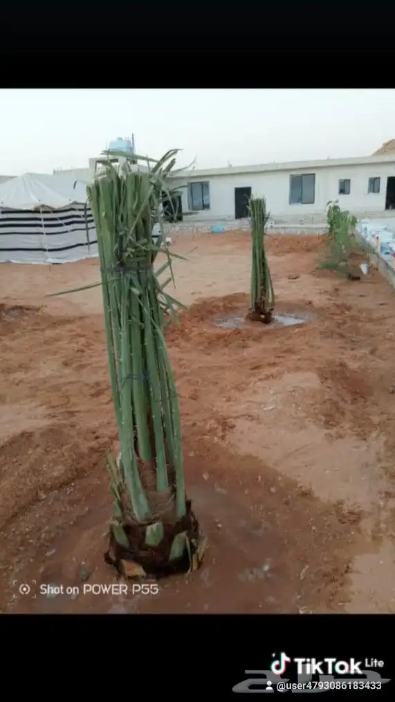 يوجد الديناجميع النواع النخيل ازينه والمثمره الجول 3
