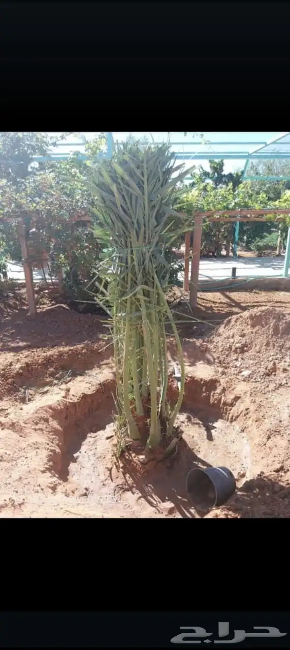 يوجد الديناجميع النواع النخيل ازينه والمثمره الجول 5