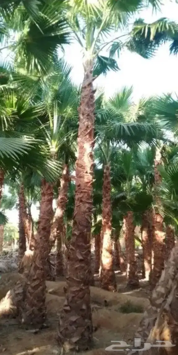 تنسيق الحدائق 31