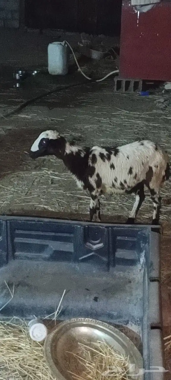 رخل جدعي 1