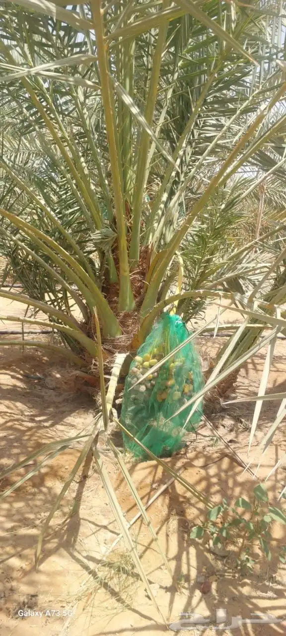 نخل للبيع 4