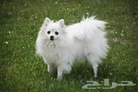 كلب سبيتز ياباني 0