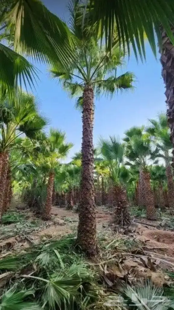 تنسيق الحدائق 25