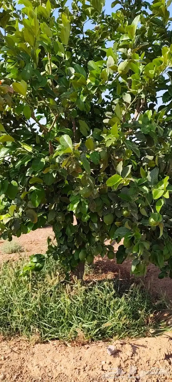 ليمون مكسيكي أخضر طبيعي خالي من الأسمدة الكيميائية 20