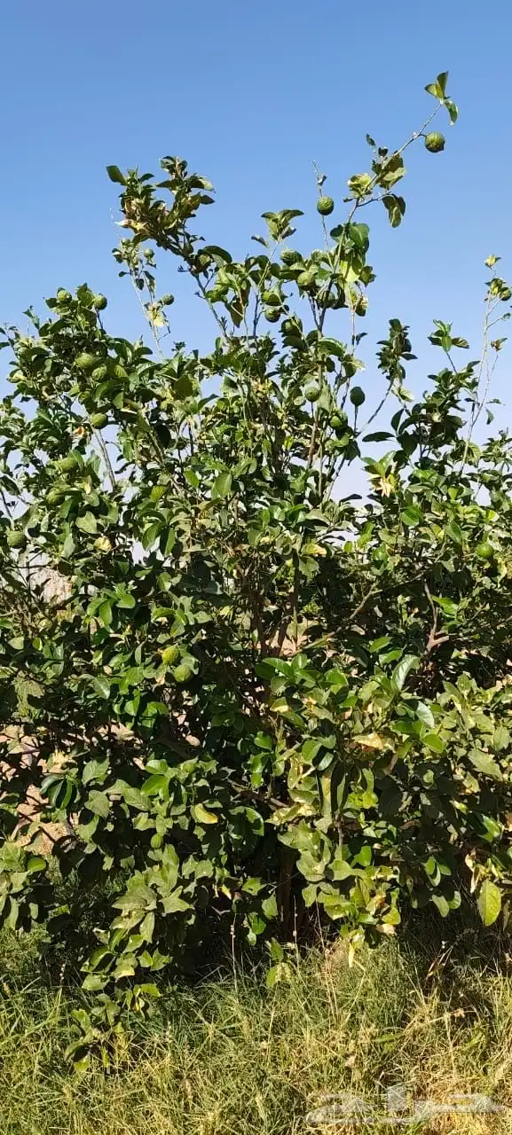 ليمون مكسيكي أخضر طبيعي خالي من الأسمدة الكيميائية 26