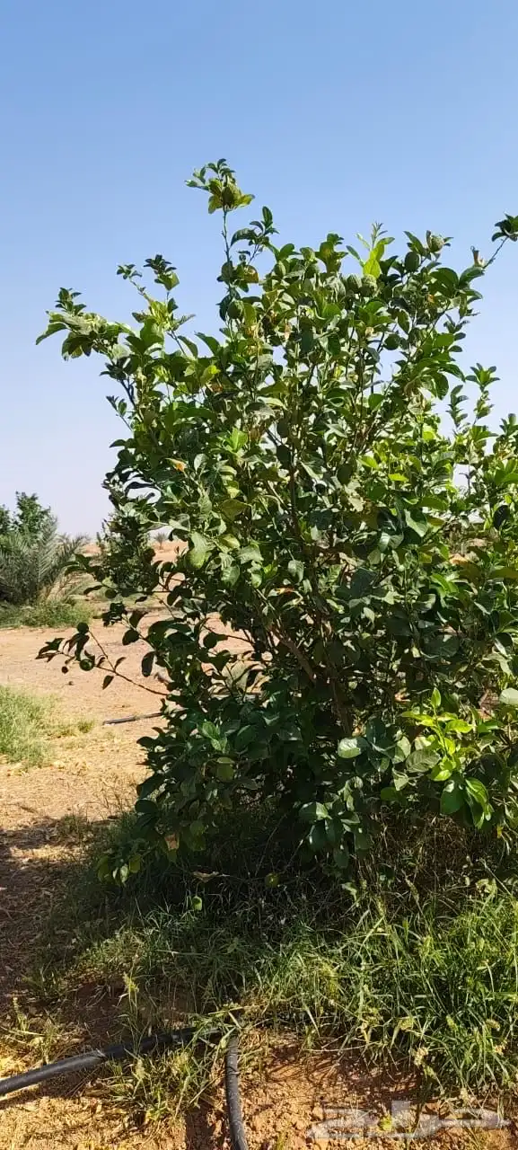 ليمون مكسيكي أخضر طبيعي خالي من الأسمدة الكيميائية 1