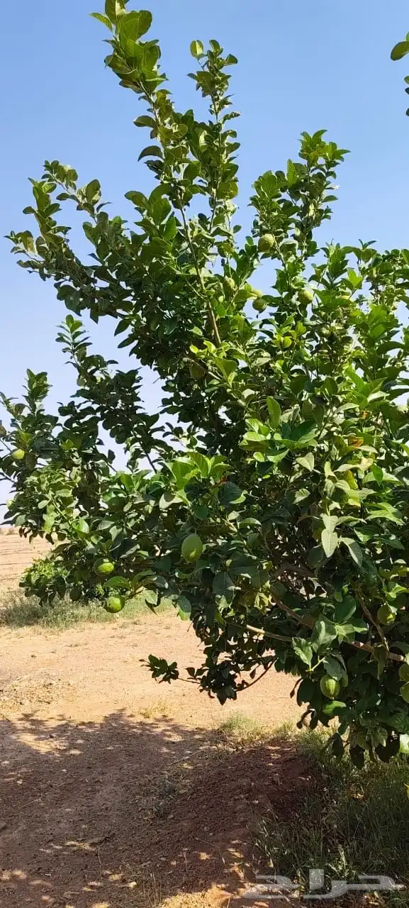 ليمون مكسيكي أخضر طبيعي خالي من الأسمدة الكيميائية 28