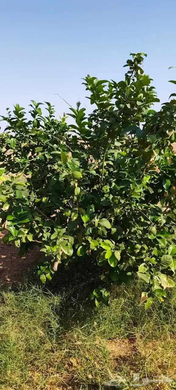 ليمون مكسيكي أخضر طبيعي خالي من الأسمدة الكيميائية 24