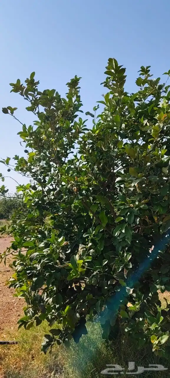ليمون مكسيكي أخضر طبيعي خالي من الأسمدة الكيميائية 8
