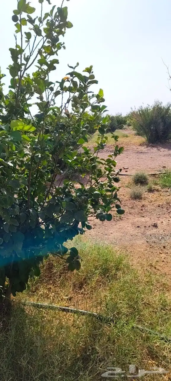 ليمون مكسيكي أخضر طبيعي خالي من الأسمدة الكيميائية 16