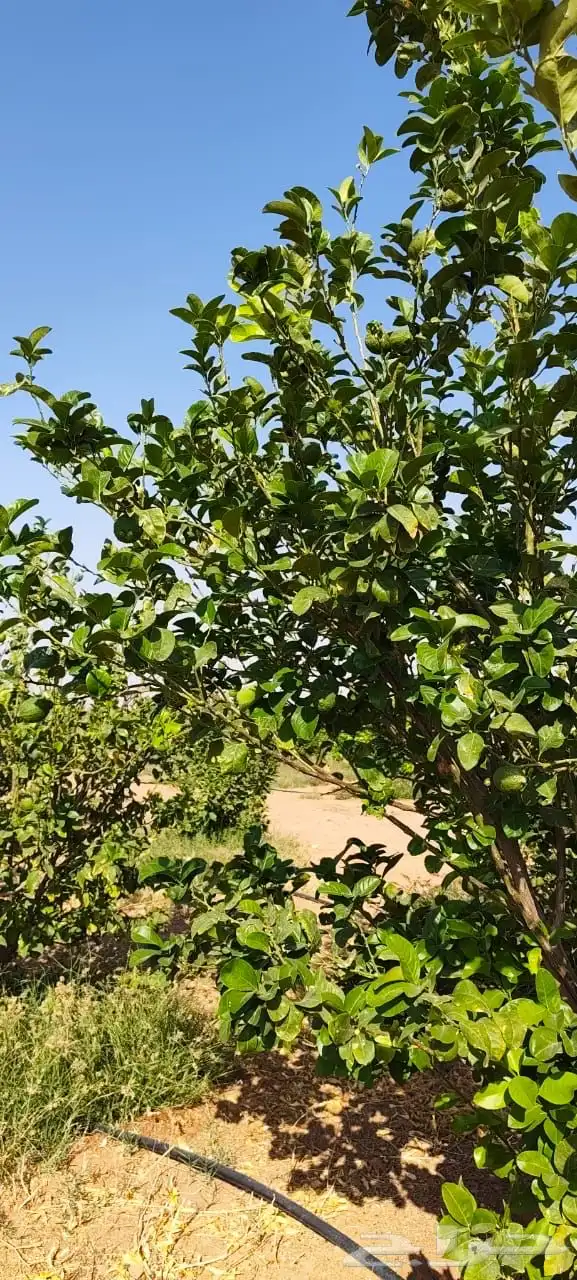 ليمون مكسيكي أخضر طبيعي خالي من الأسمدة الكيميائية 9