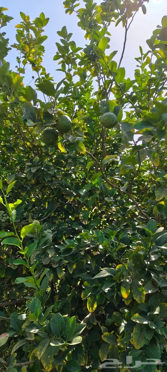 ليمون مكسيكي أخضر طبيعي خالي من الأسمدة الكيميائية 0