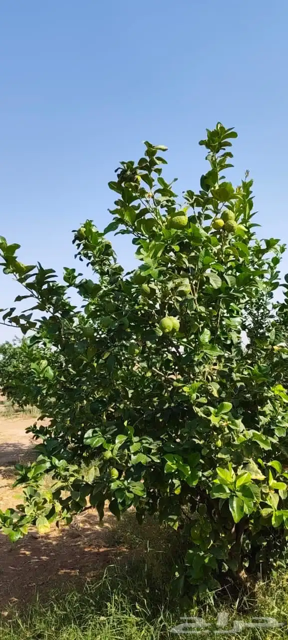 ليمون مكسيكي أخضر طبيعي خالي من الأسمدة الكيميائية 17