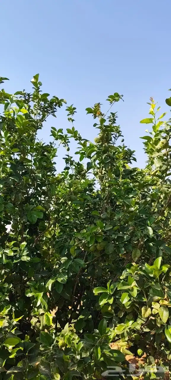 ليمون مكسيكي أخضر طبيعي خالي من الأسمدة الكيميائية 5