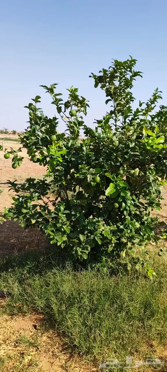 ليمون مكسيكي أخضر طبيعي خالي من الأسمدة الكيميائية 15