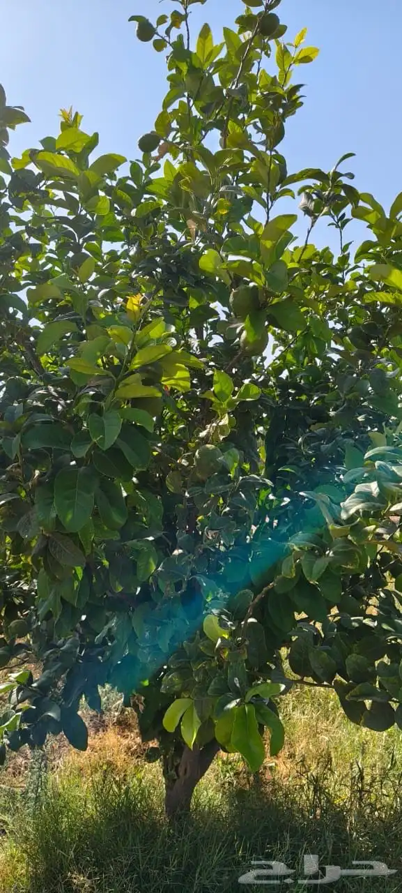 ليمون مكسيكي أخضر طبيعي خالي من الأسمدة الكيميائية 18