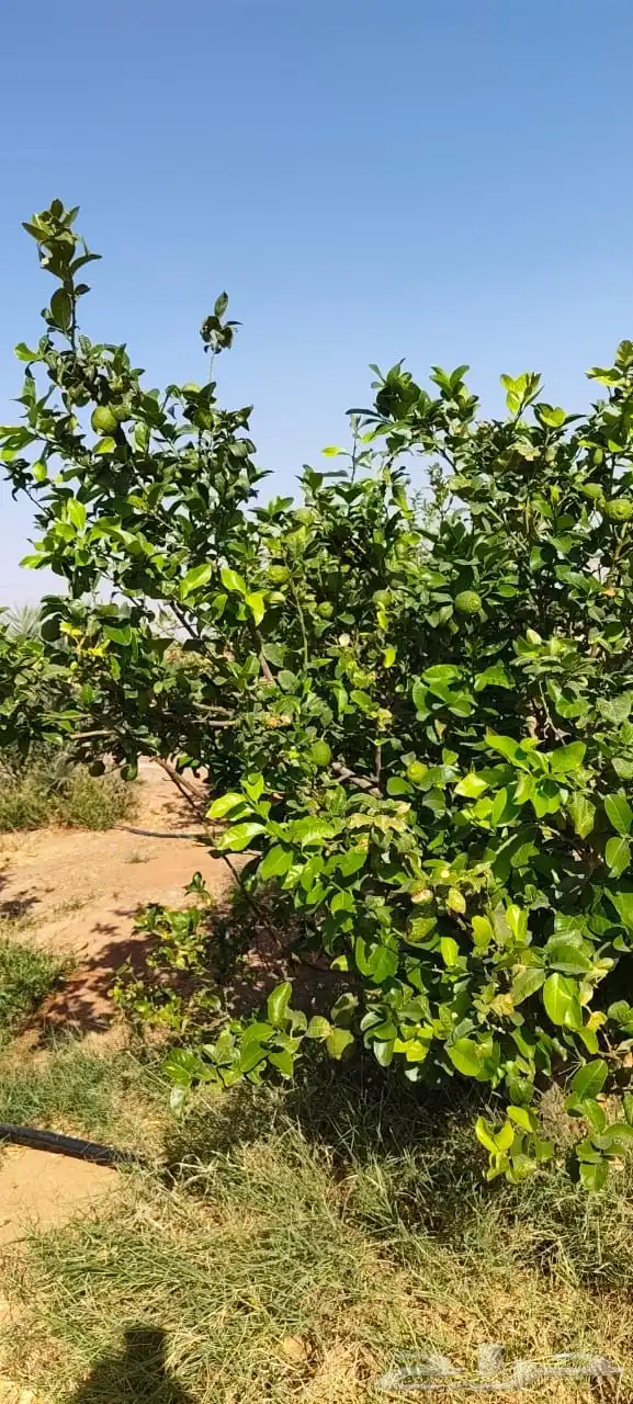 ليمون مكسيكي أخضر طبيعي خالي من الأسمدة الكيميائية 13