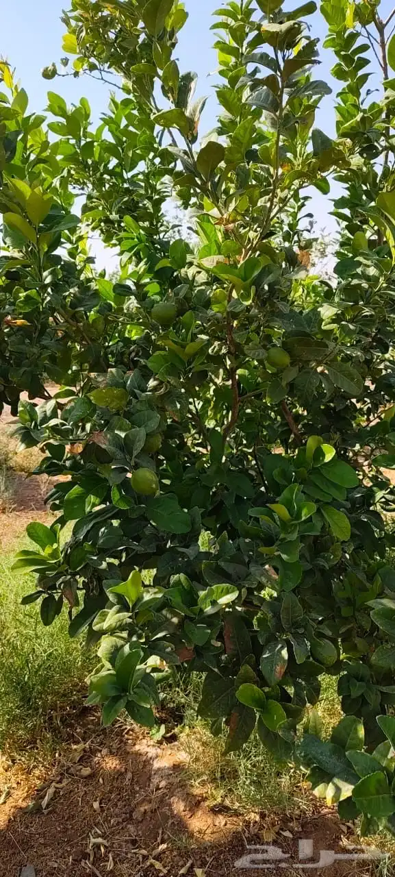 ليمون مكسيكي أخضر طبيعي خالي من الأسمدة الكيميائية 12