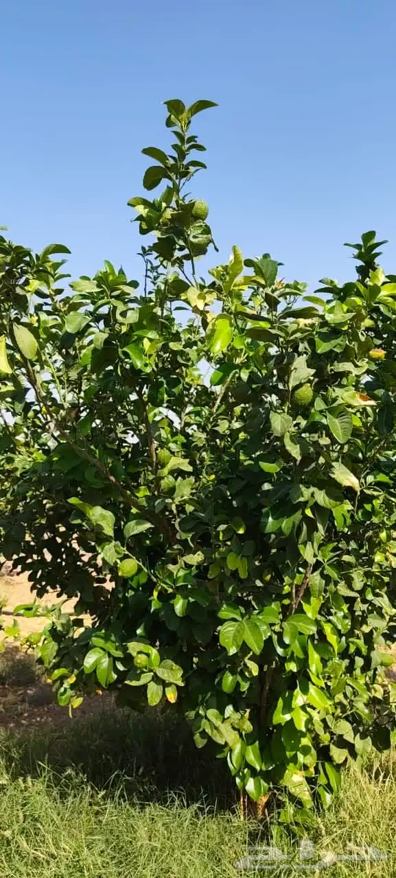 ليمون مكسيكي أخضر طبيعي خالي من الأسمدة الكيميائية 14