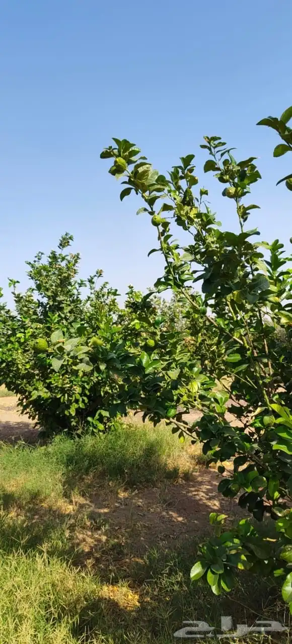ليمون مكسيكي أخضر طبيعي خالي من الأسمدة الكيميائية 4
