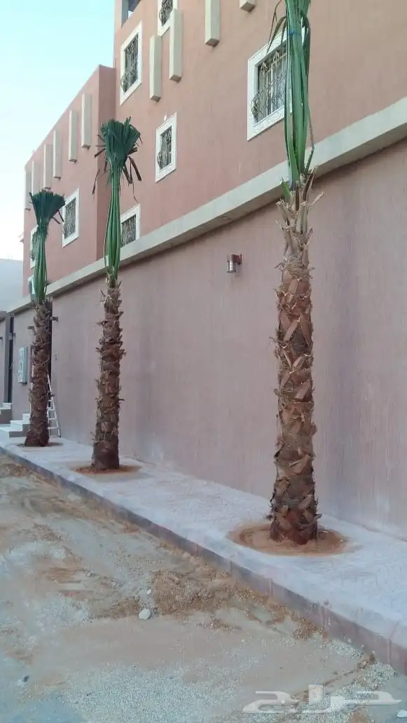 نخل واشنطوني زينه 5