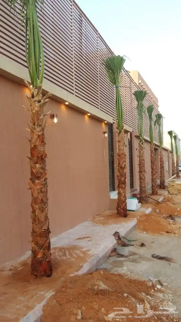 نخل واشنطوني زينه 4