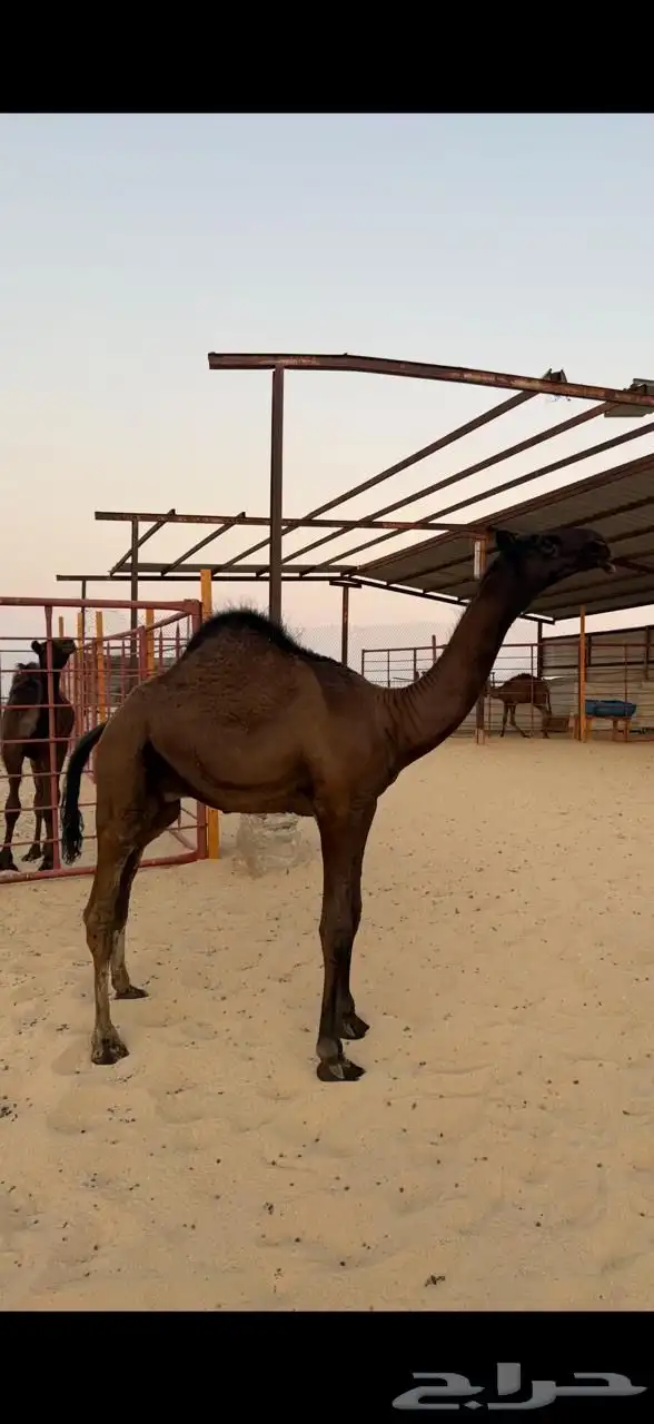 قعود طيب مشروع فحل عمره 10 شهور 0