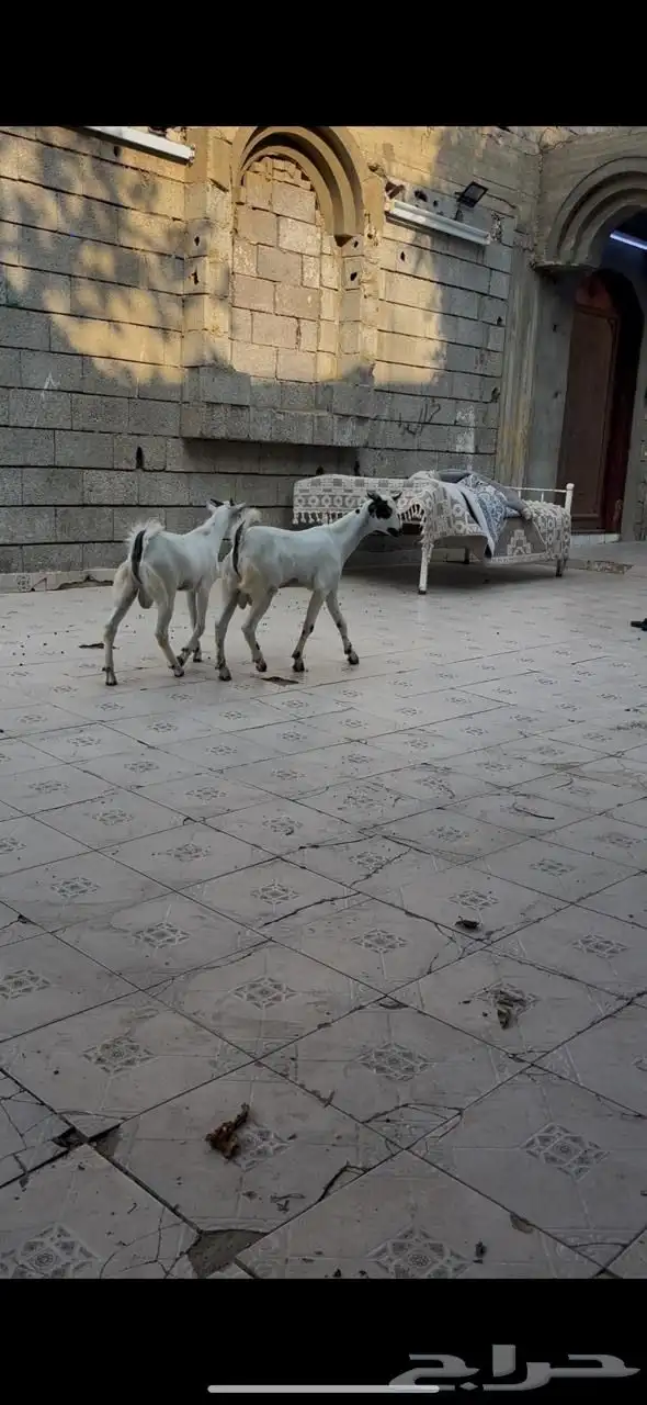 تيوس للبيع (بيش) 3