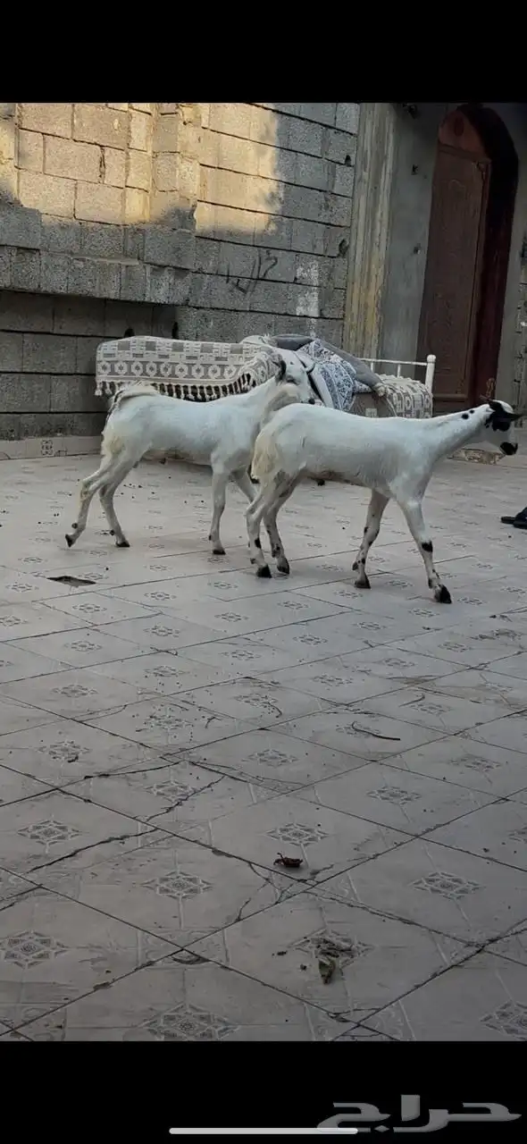 تيوس للبيع (بيش) 1