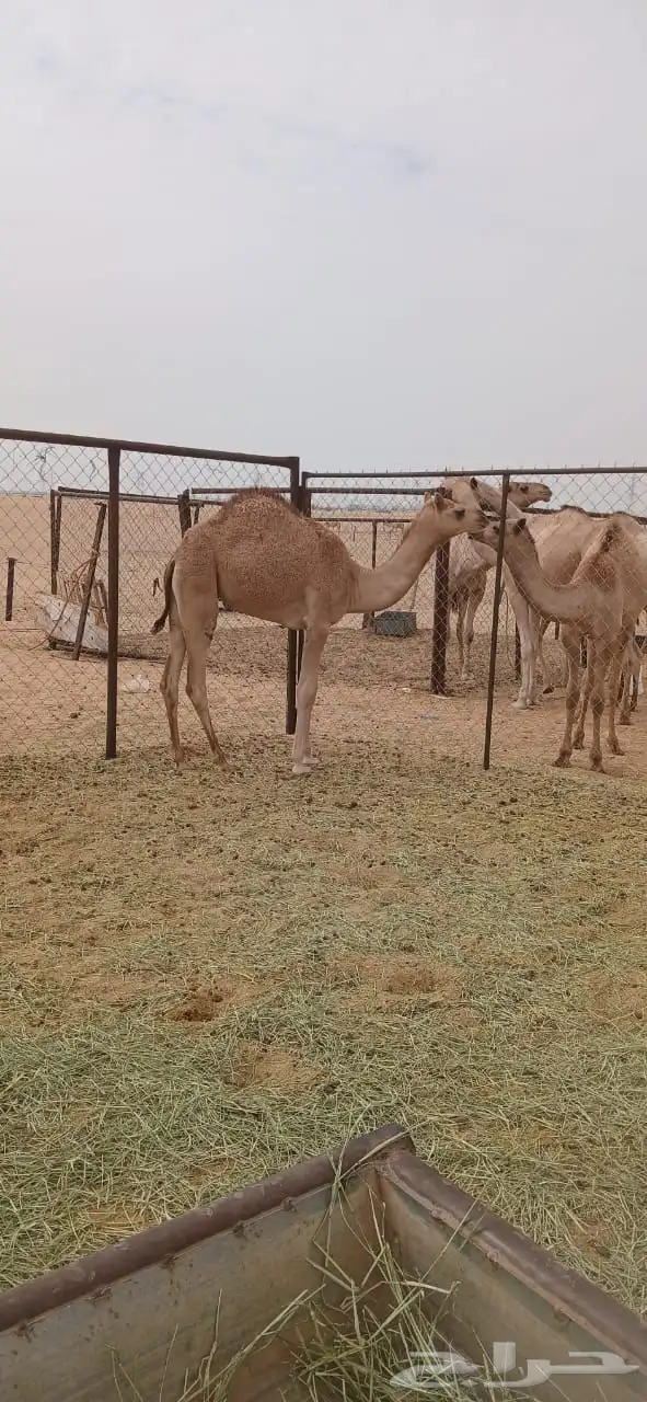 بكره بنت الساري ولد شاهين جرمان هجن 1
