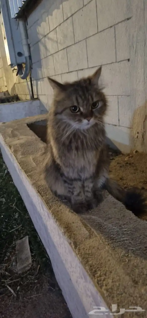 تبني 1