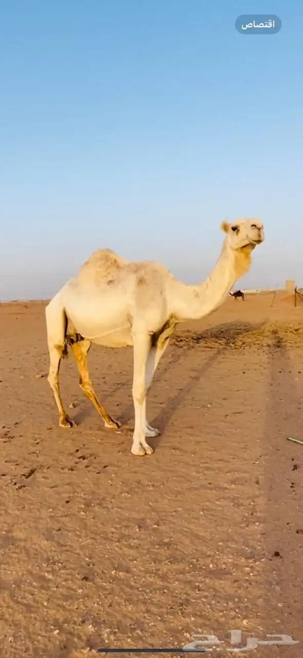 ضريبه للبيع 0