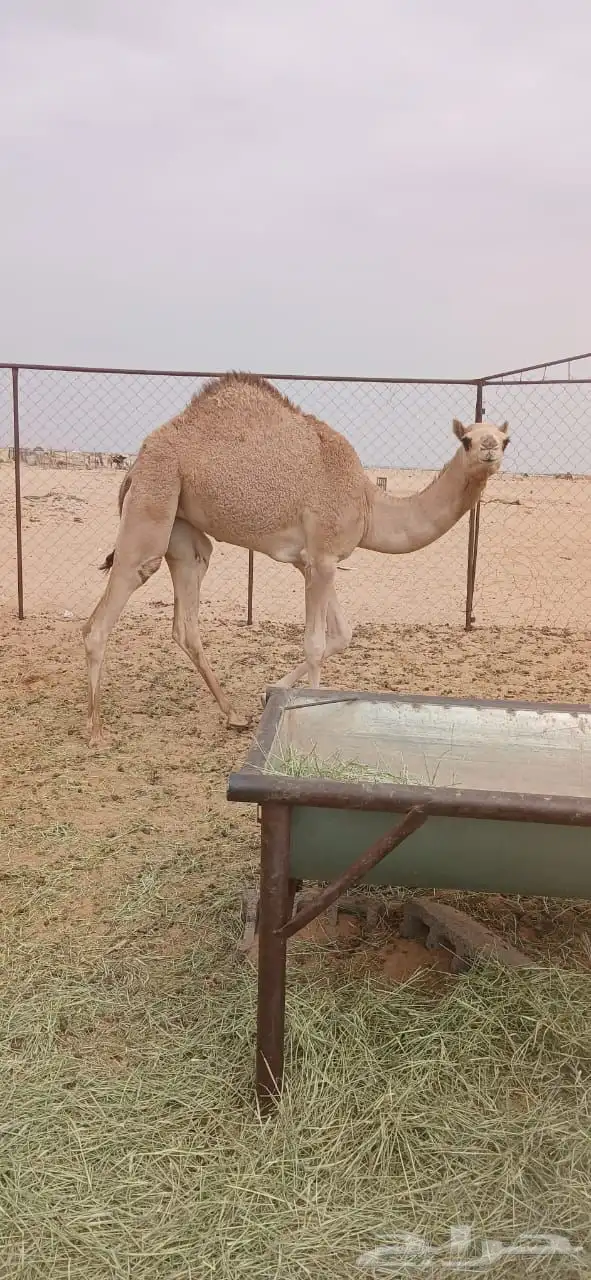 بكره بنت الساري ولد شاهين جرمان هجن 2