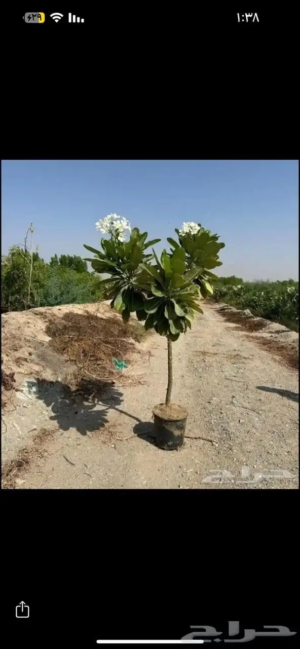 مزارع ومنسق حدائق 4