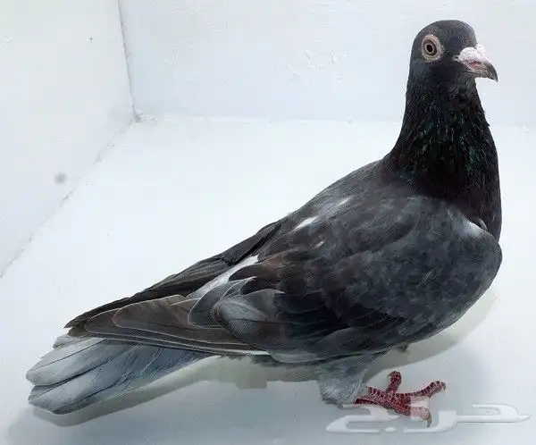 حمام زاجل سباق 6