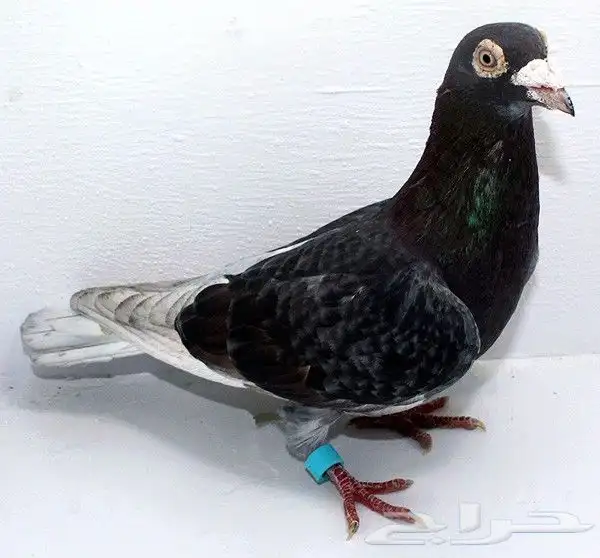 حمام زاجل سباق 1