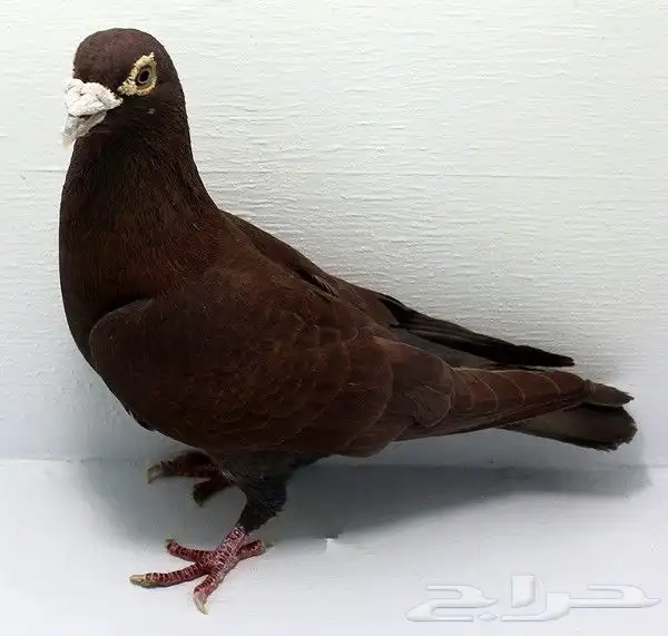 حمام زاجل سباق 0