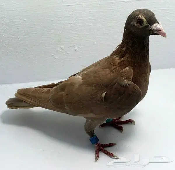 حمام زاجل سباق 2