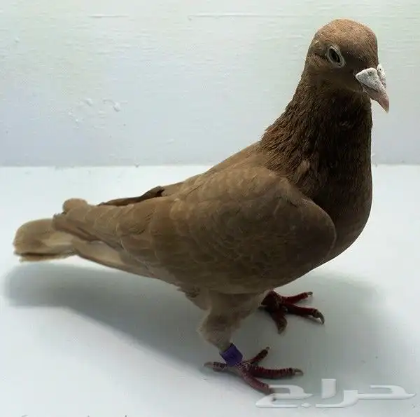 حمام زاجل سباق 7