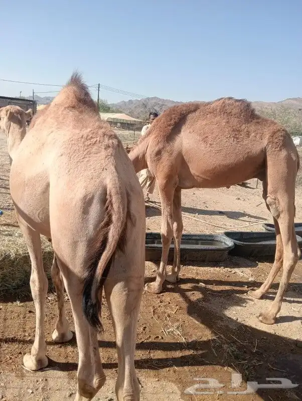 قعدان صوماليين حاشي مستورد فرز اول علي الشرط 1
