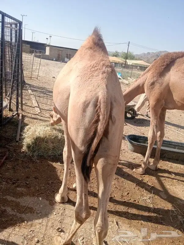 قعدان صوماليين حاشي مستورد فرز اول علي الشرط 0