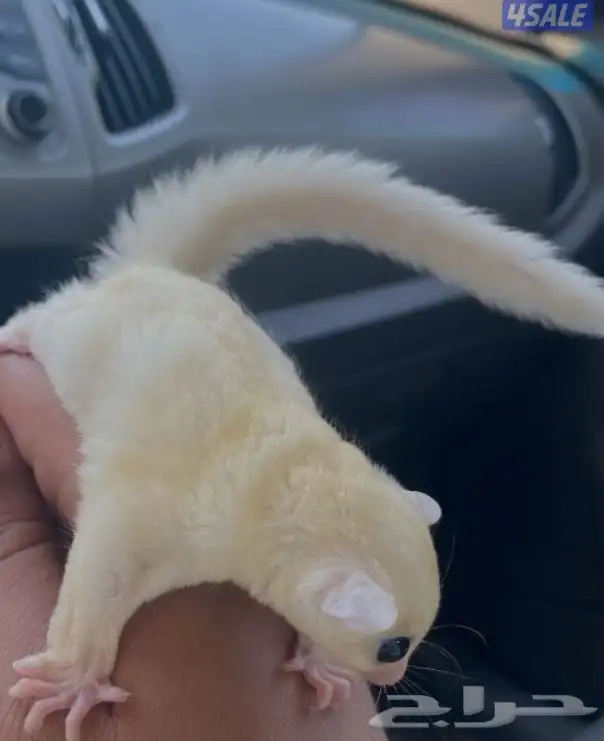 شوقر قلايدر 0